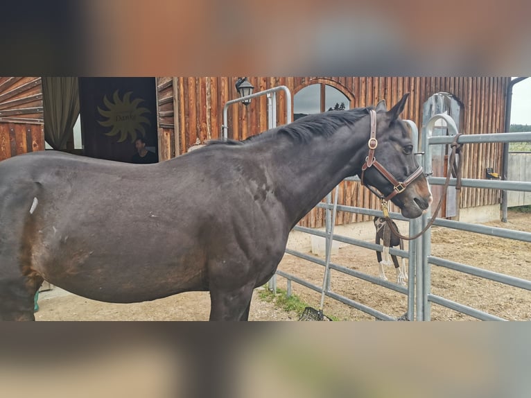Renano Caballo castrado 12 años 162 cm Castaño oscuro in Nu&#xDF;dorf am Haunsberg
