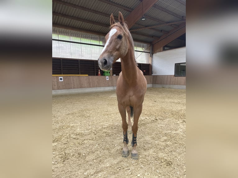 Renano Caballo castrado 12 años 167 cm Alazán-tostado in Schmallenberg