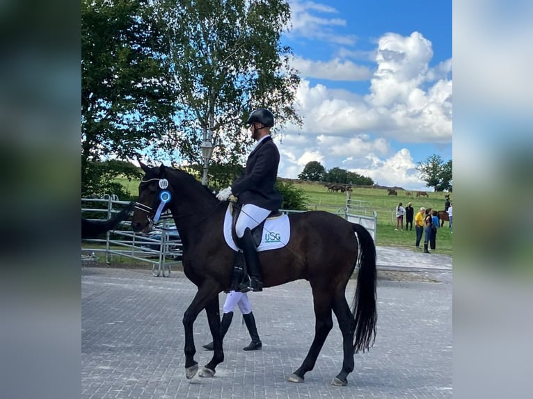 Renano Caballo castrado 12 años 170 cm Castaño oscuro in Herbstein