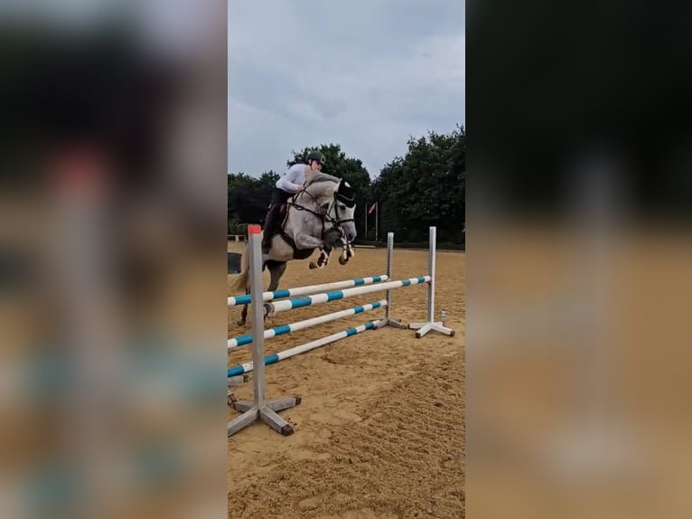 Renano Caballo castrado 12 años 170 cm Tordo rodado in Wassenberg