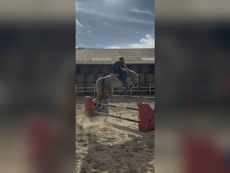 Renano Caballo castrado 12 años 170 cm Tordo rodado in Wassenberg
