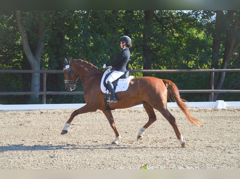 Renano Caballo castrado 12 años 171 cm Alazán in Au