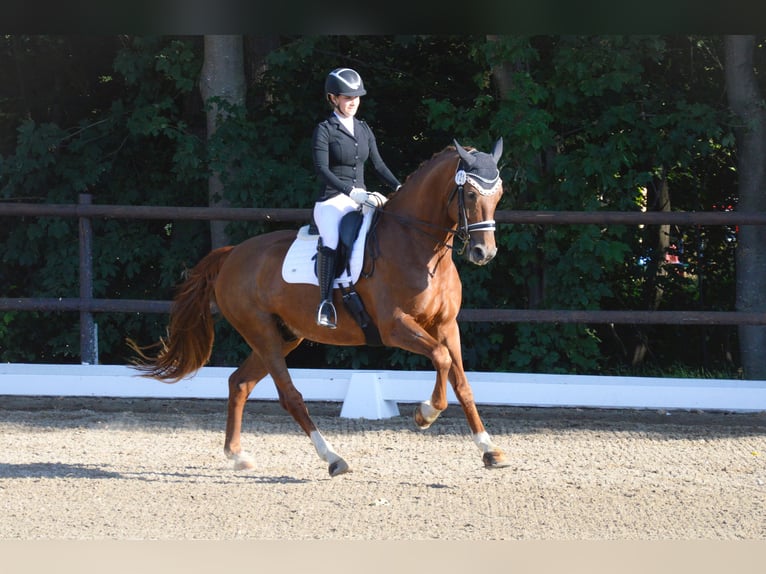 Renano Caballo castrado 12 años 171 cm Alazán in S&#xF6;lden
