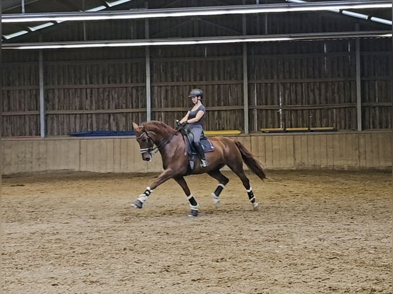 Renano Caballo castrado 12 años 171 cm Alazán in S&#xF6;lden