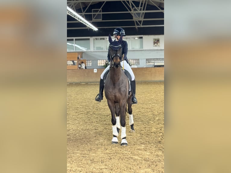 Renano Caballo castrado 12 años 172 cm Castaño oscuro in Viersen