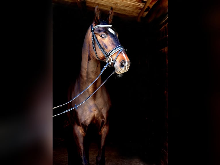 Renano Caballo castrado 12 años 173 cm Morcillo in Kempen