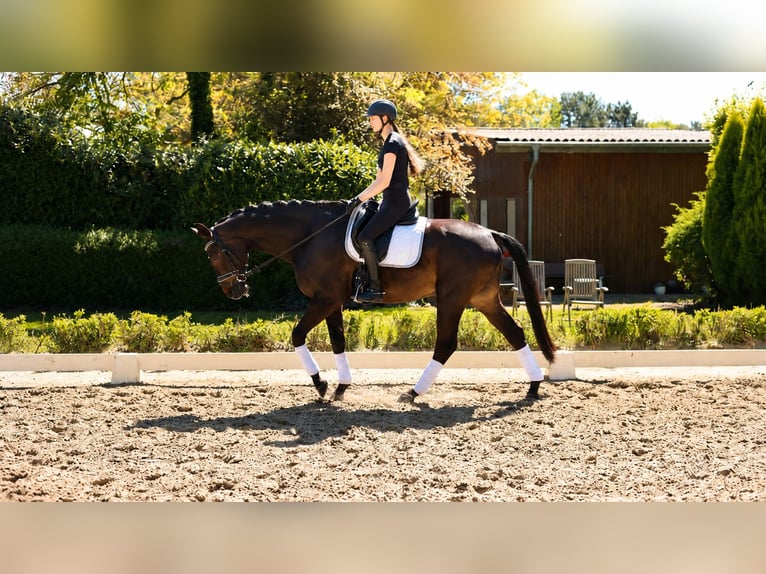 Renano Caballo castrado 12 años 173 cm Morcillo in Kempen