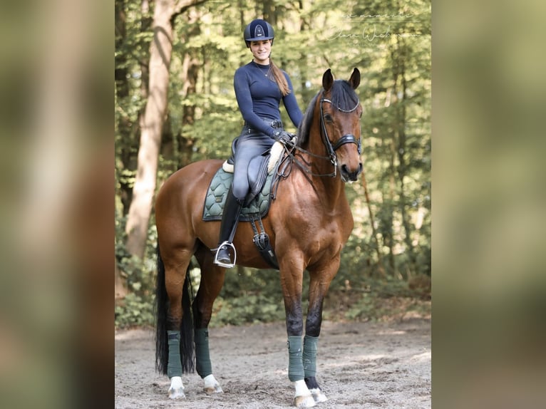 Renano Caballo castrado 12 años 174 cm Castaño in Krefeld