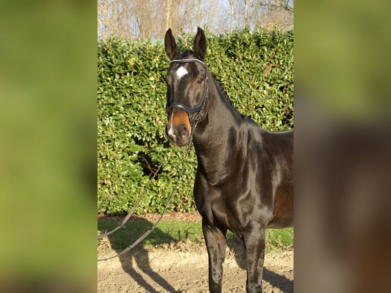 Renano Caballo castrado 12 años 175 cm Morcillo in Krefeld