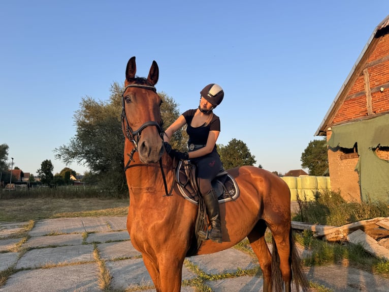 Renano Caballo castrado 12 años 185 cm Castaño in Lühmannsdorf