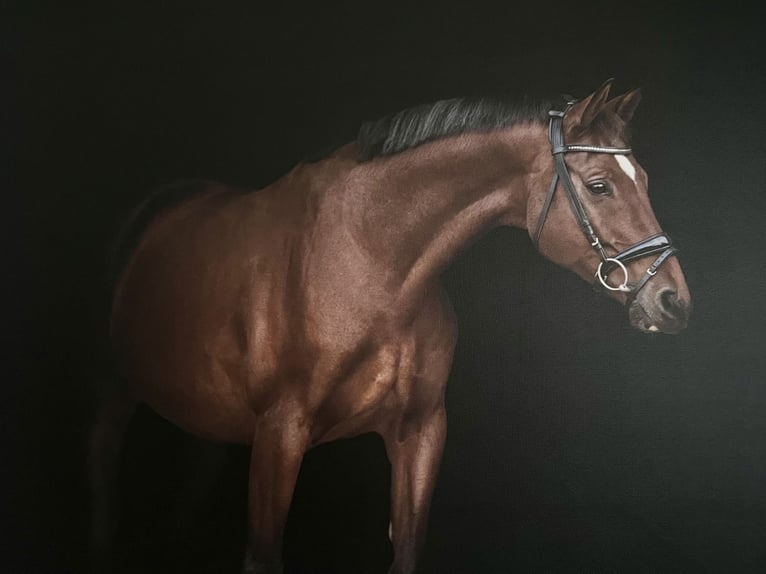 Renano Caballo castrado 13 años 160 cm Castaño in Giebelstadt
