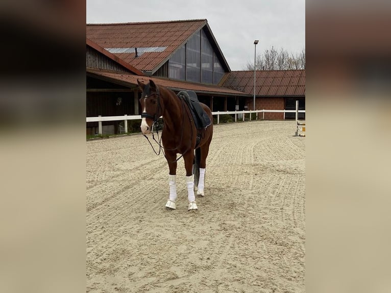 Renano Caballo castrado 13 años 166 cm Castaño in GuxhagenGuxhagen