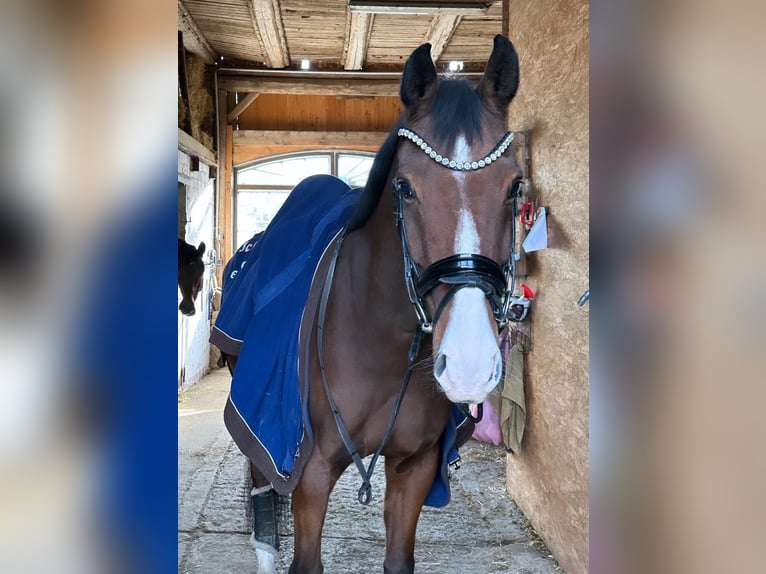 Renano Caballo castrado 13 años 166 cm Castaño in GuxhagenGuxhagen