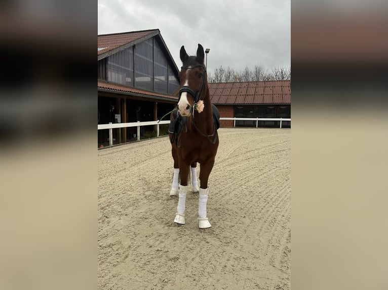 Renano Caballo castrado 13 años 166 cm Castaño in GuxhagenGuxhagen