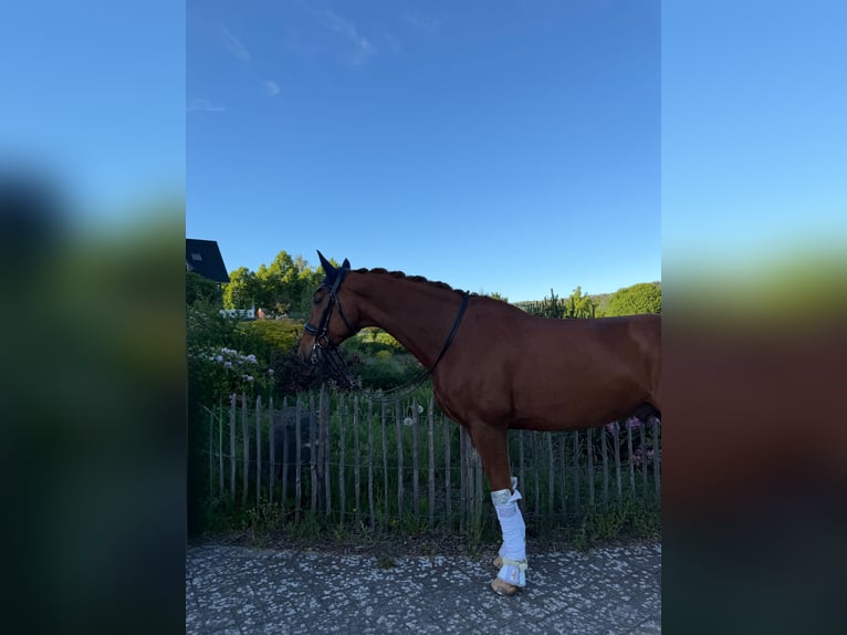 Renano Caballo castrado 13 años 167 cm Alazán-tostado in Haiger