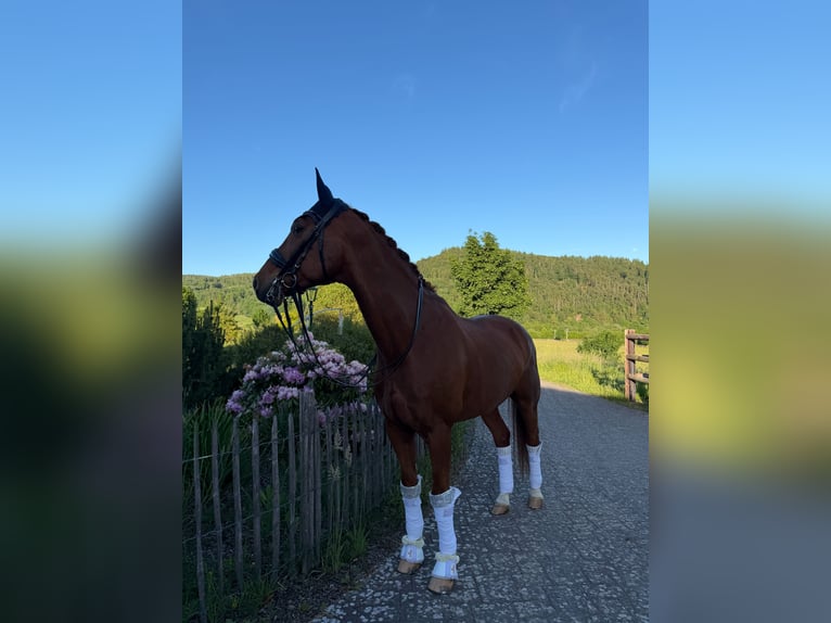 Renano Caballo castrado 13 años 167 cm Alazán-tostado in Haiger