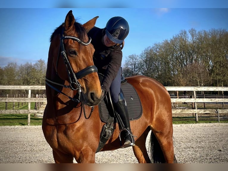 Renano Caballo castrado 13 años 170 cm Castaño in Hemrik