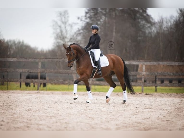 Renano Caballo castrado 13 años 170 cm Castaño in Hemrik