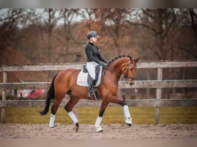 Renano Caballo castrado 13 años 170 cm Castaño in Hemrik