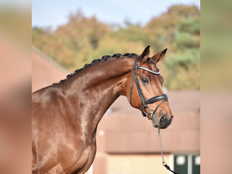 Renano Caballo castrado 13 años 170 cm Castaño in Hemrik