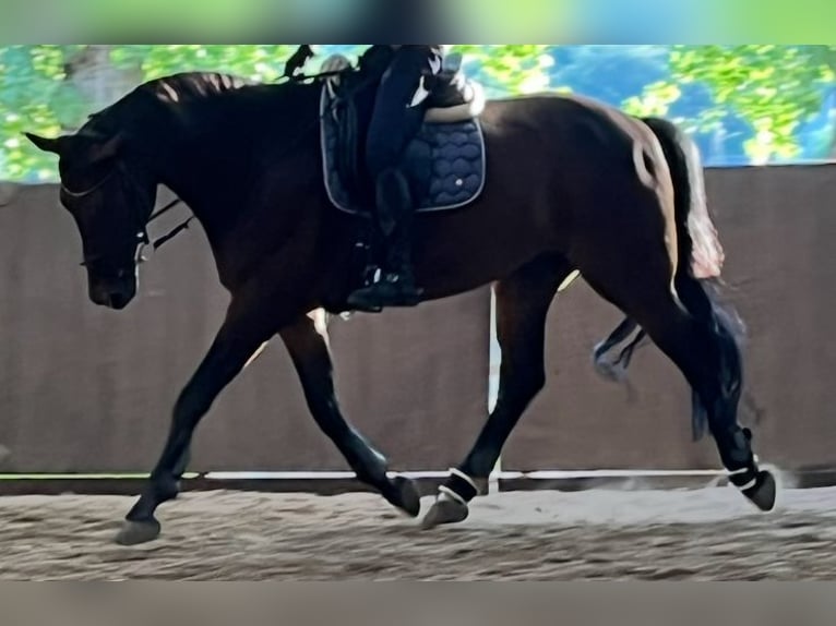 Renano Caballo castrado 13 años 170 cm Castaño oscuro in Köln
