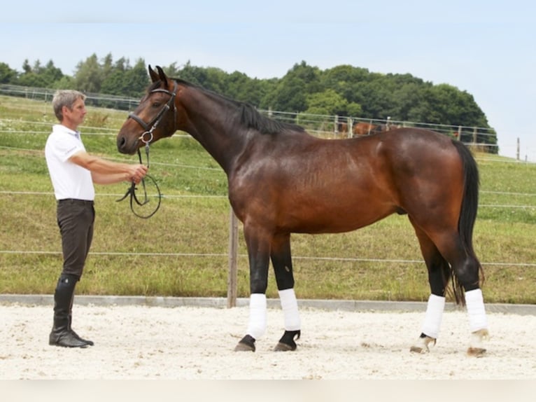 Renano Caballo castrado 13 años 172 cm Castaño in Liebstadt