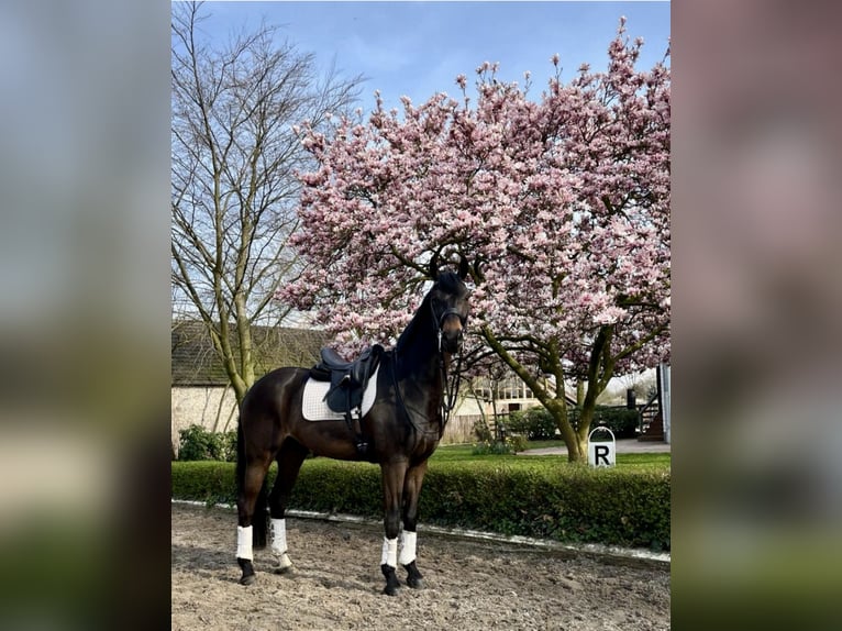 Renano Caballo castrado 13 años 173 cm Castaño oscuro in Warendorf