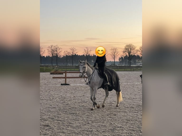 Renano Caballo castrado 13 años 174 cm Tordo in Wermelskirchen