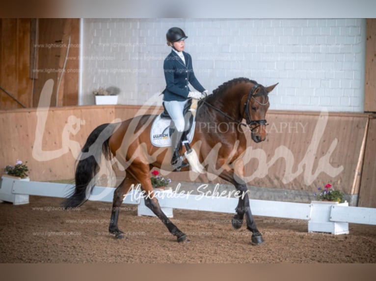 Renano Caballo castrado 13 años 178 cm Castaño in Geisenheim