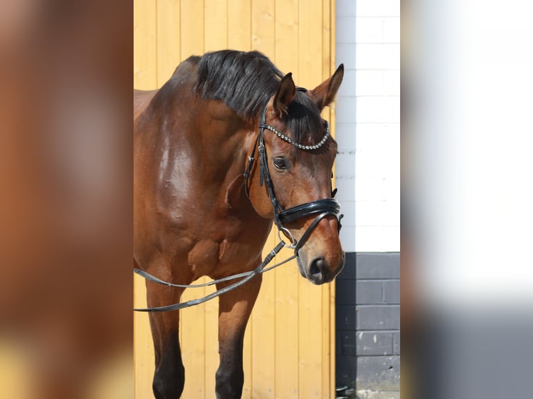 Renano Caballo castrado 13 años 178 cm Castaño in Geisenheim