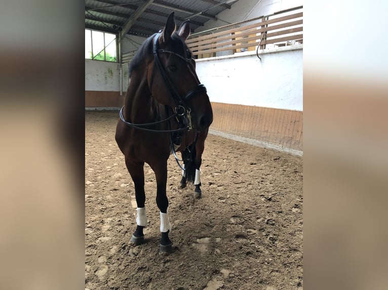 Renano Caballo castrado 13 años 178 cm Castaño in Geisenheim