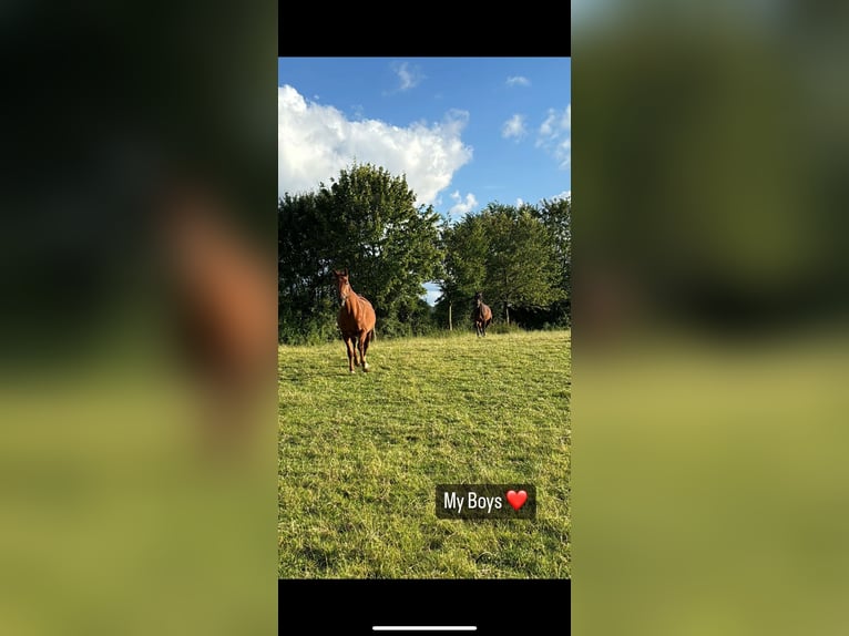 Renano Caballo castrado 13 años 185 cm Alazán in Aachen