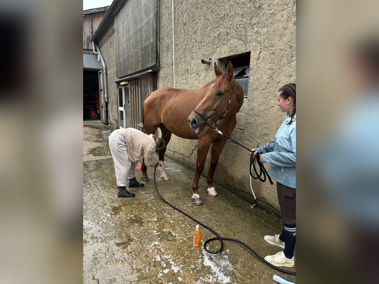 Renano Caballo castrado 13 años 185 cm Alazán in Aachen