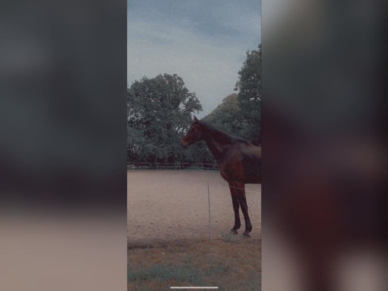 Renano Caballo castrado 13 años 187 cm Castaño in Cuxhaven