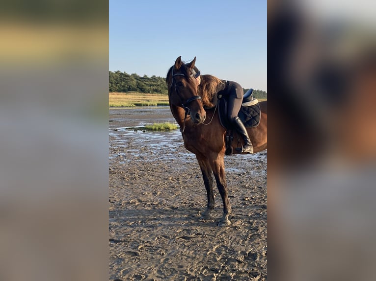 Renano Caballo castrado 13 años 187 cm Castaño in Cuxhaven