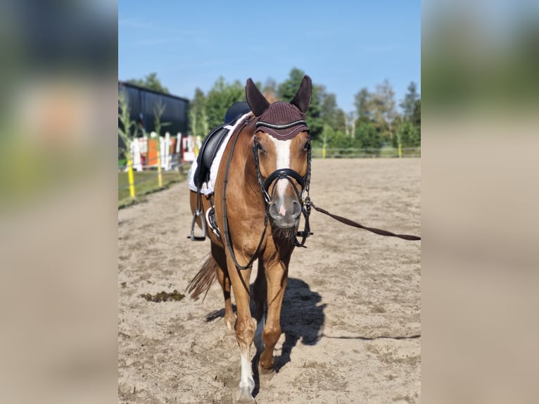 Renano Caballo castrado 14 años 165 cm Alazán in Weener