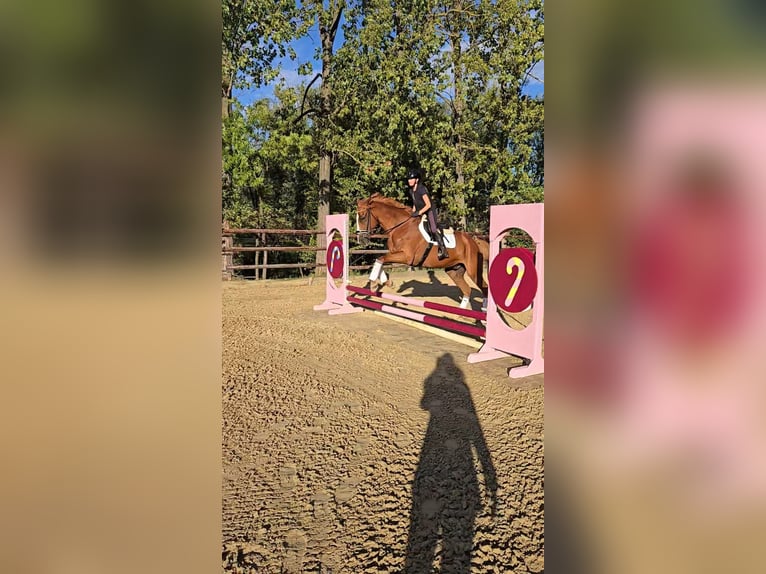 Renano Caballo castrado 14 años 168 cm Alazán in Zülpich