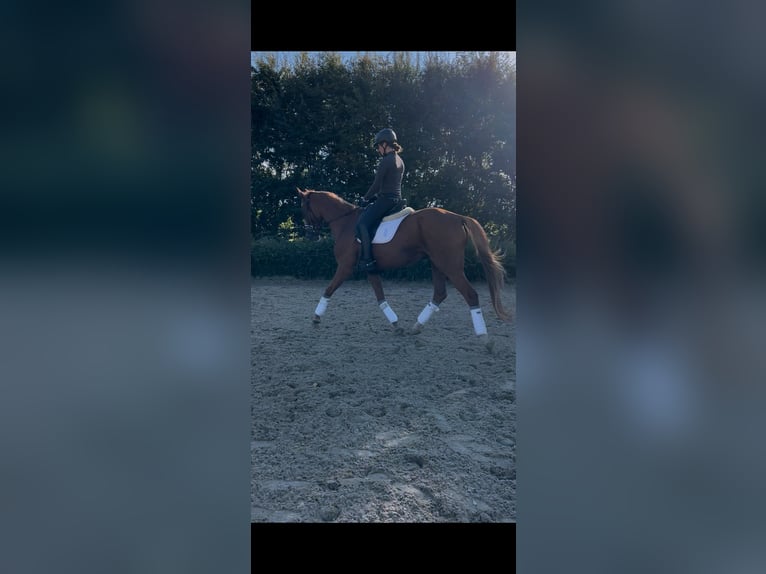 Renano Caballo castrado 14 años 168 cm Alazán in Zülpich