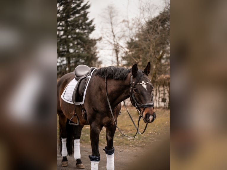 Renano Caballo castrado 14 años 170 cm Castaño oscuro in Cochem