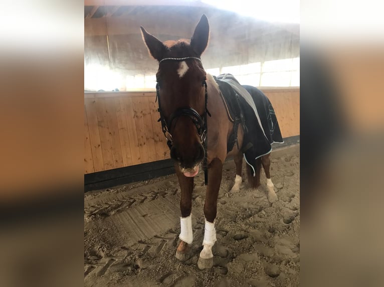 Renano Caballo castrado 14 años 172 cm Alazán in Neuwied