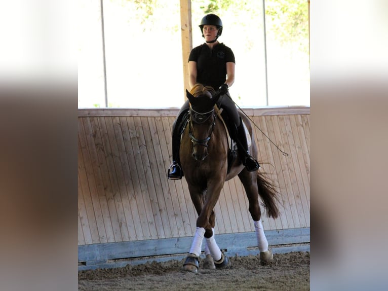 Renano Caballo castrado 14 años 172 cm Alazán in Neuwied