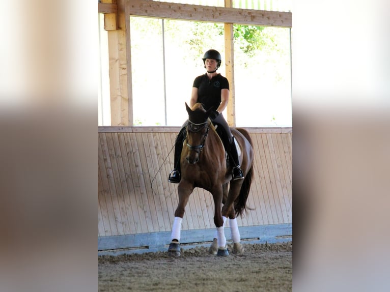 Renano Caballo castrado 14 años 172 cm Alazán in Neuwied