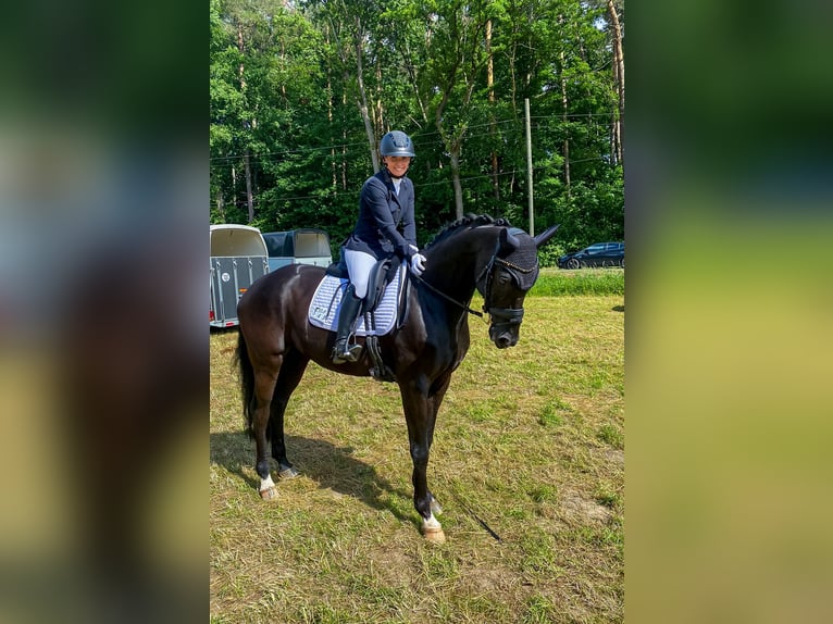 Renano Caballo castrado 14 años 174 cm Morcillo in Hagen