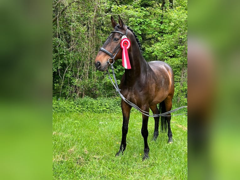 Renano Caballo castrado 14 años 175 cm Castaño oscuro in Reutlingen