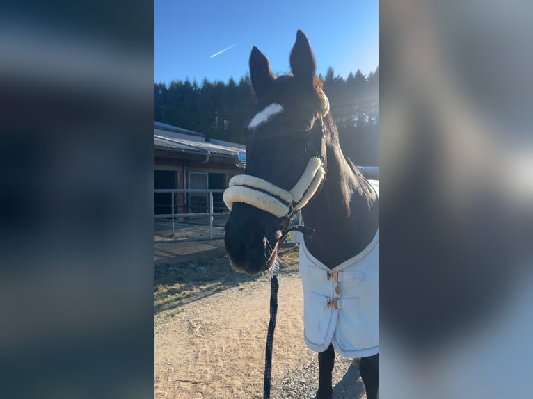 Renano Caballo castrado 15 años 172 cm Negro in Hünstetten