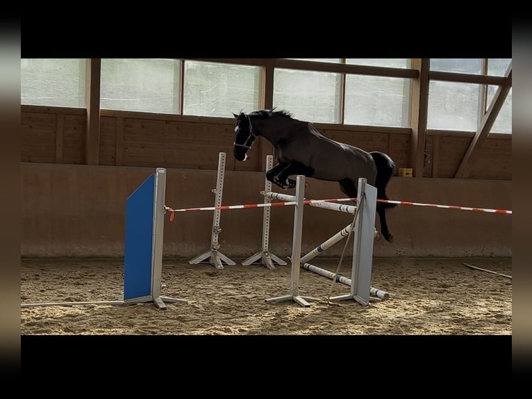 Renano Caballo castrado 15 años 172 cm Negro in Hünstetten