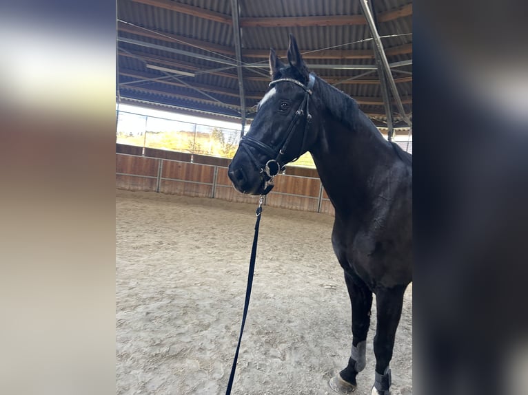 Renano Caballo castrado 15 años 172 cm Negro in Hünstetten