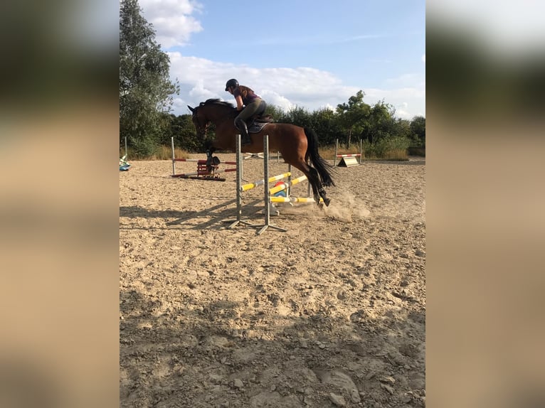 Renano Caballo castrado 15 años 173 cm Castaño in Kevelaer