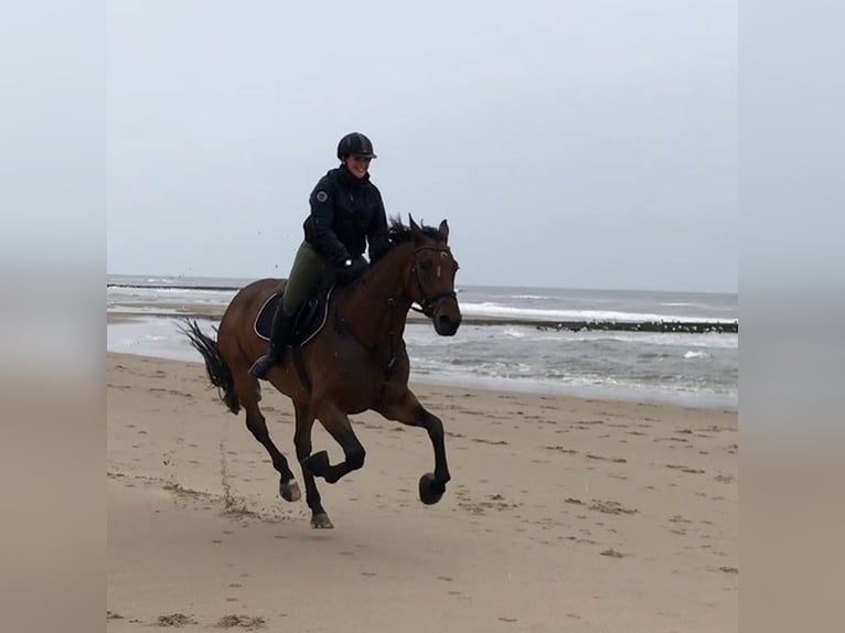 Renano Caballo castrado 15 años 173 cm Castaño in Kevelaer
