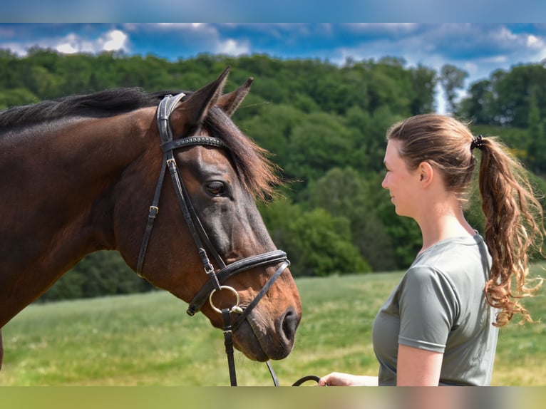 Renano Caballo castrado 15 años 174 cm Castaño in Wipperf&#xFC;rth